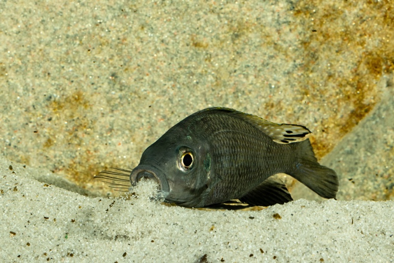 Cunningtonia longiventralis 'Ulwile Island'